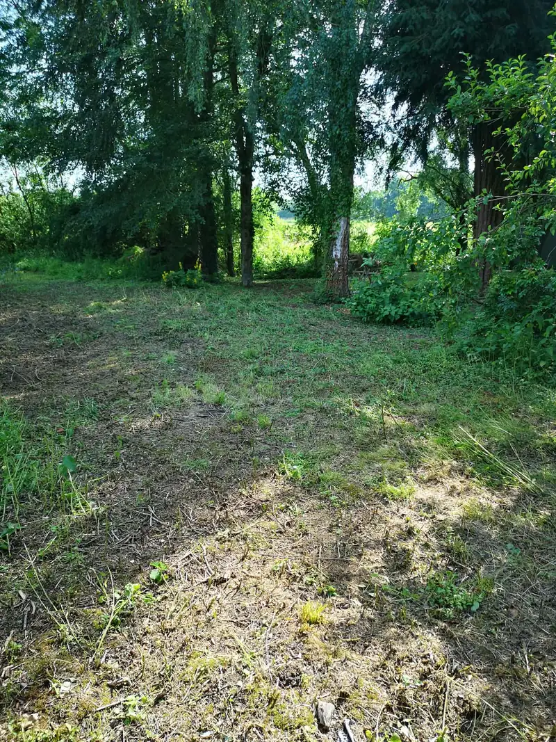 Sol dégagé entre des arbres après coupe de la végétation